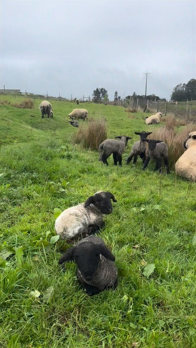Nuevos comienzos en el campo, temporada de nacimientos de los corderos. Después de 5 meses de gestación en medio del frío dan a luz para cuidar y amamantar a sus crías. Este año por primavera vez nacieron trillizos 😍
Ven a conocerlos, recorrer el campo y vivir esta temporada única. ¡Te esperamos!
Reserva en fundoplayavenado.cl