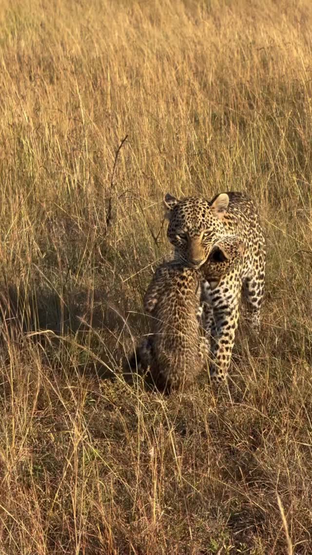 A Mother’s Care: Leopard & Cub 🐆❤️
A heartwarming moment in the wild — a mother leopard gently carrying her cub to a safer place.
From the very beginning, leopard cubs depend on their mothers for protection, guidance, and survival. Every move she makes is driven by instinct and care, ensuring her young one has the best chance to grow in the African wilderness.
Moments like these remind us that even the most powerful predators are devoted parents.
✨ Witness the beauty of nature on a Tanzania safari.
📲 https://wa.me/255744391567
🌍 http://www.meilleurtours.com
#MeilleurTours #TanzaniaSafari #WildlifeExperience #africasafari
