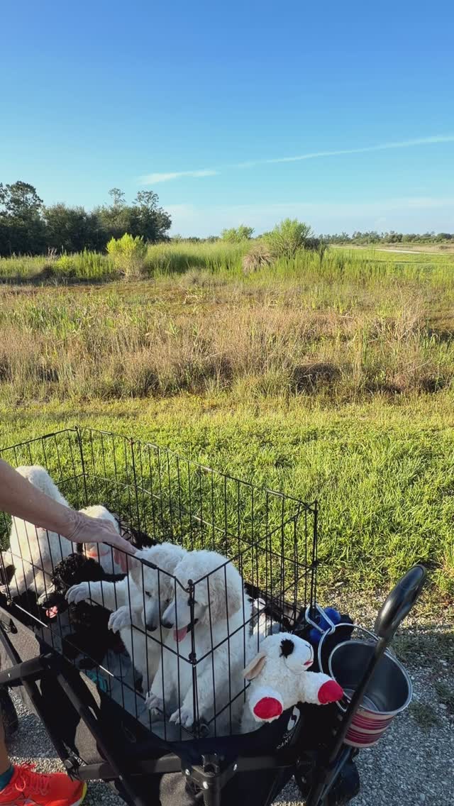 @princetinpaws babies socializing over at sunset park in @babcockranch πΆπΎ
