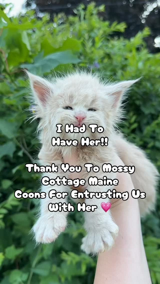 Meet our newest addition and a huge thank you to @mossycottagemainecoons