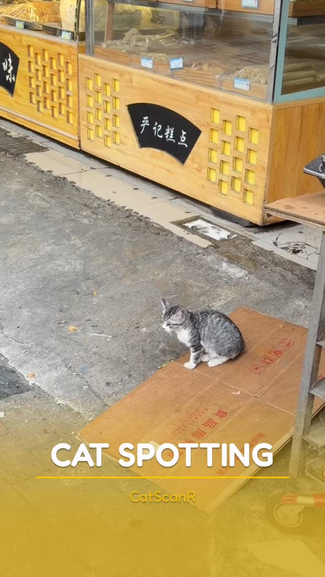 Cuteļ¼Absolutely.š½
This friendly little kitty loves meeting peopleā¦.but loves climbing trees just as muchļ¼
whatās the most mischievous thing your cat has ever doneļ¼Tell us belowļ¼š¬
.
.
.
.
#catswoppr #catspotting #funnycat