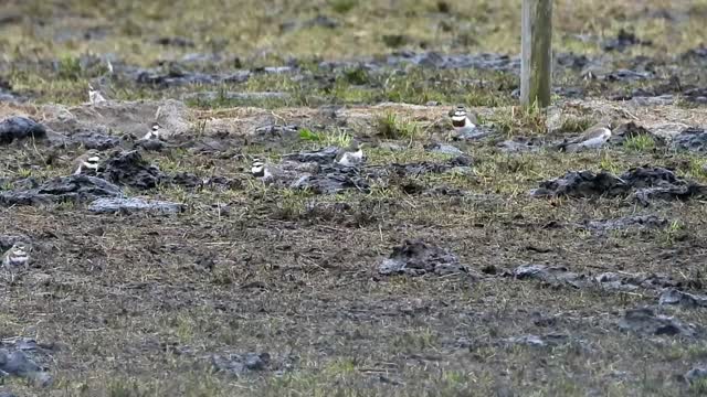 An abundance of bandits!
#karameadotterels #bandeddotterel