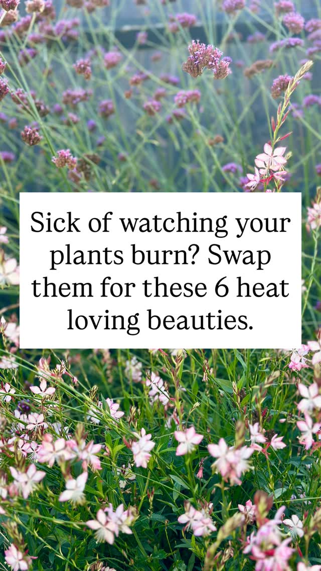 With summers getting noticeably hotter, those intense heatwaves can leave our gardens seriously struggling. I’ve recently found myself completely rethinking my own planting schemes, and my clients’ too, because garden failure just isn’t an option! 🥵
If you’re ready to future-proof your borders, you need tough, resilient plants that thrive when the mercury rises. Here are 6 of my go-to, heat-proof perennials for reliable summer color:
🌿 Lavender – The ultimate sun-worshipper with an iconic scent.
💜 Salvia – Tough, pollinator-friendly, and blooms for months.
🌸 Echinacea – Utterly resilient and loves the baking sun.
✨ Verbena bonariensis – Adds gorgeous, airy height without catching the wind.
🎨 Penstemon – Reliable, colorful, and thrives in well-drained soil.
🦋 Gaura – Drought-tolerant and dances beautifully in the breeze.
Time to work with the changing climate, not against it! Which of these is going in your garden next? 👇
#HeatTolerantPlants #DroughtTolerantGarden #GardenInspiration #PlantInspo #GardenersOfInstagram