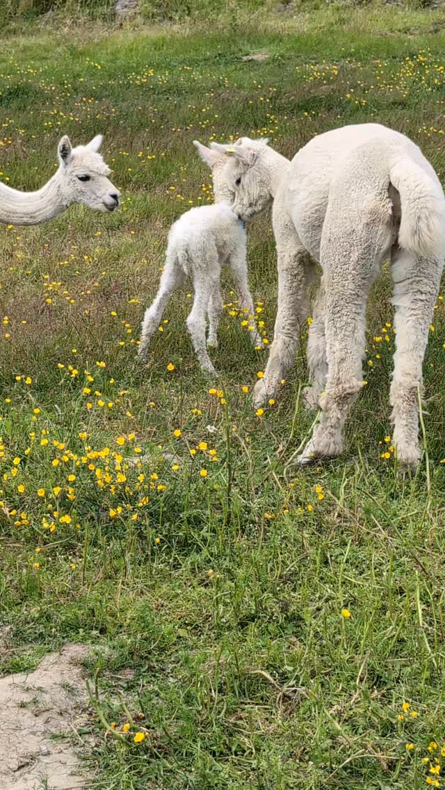 Vi vurderte å kalle han Forrest Gump 😆
#alpakka #alpakkaenghaugen #cria #forrestgump
@dennorskealpakkaforening