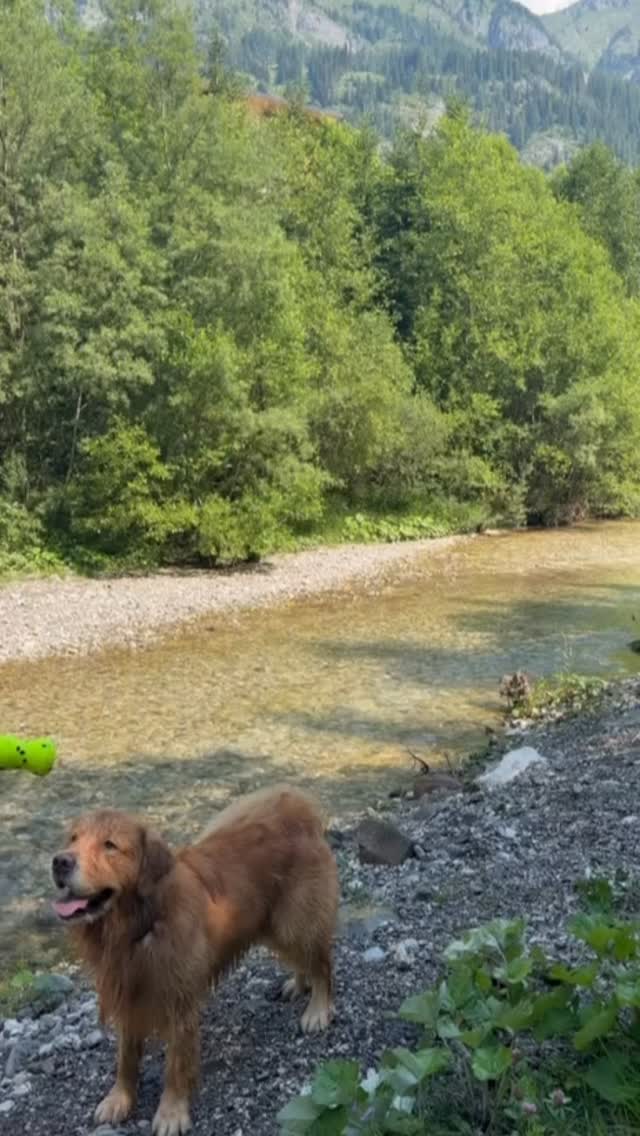Per la rubrica #leondoroinvacanza ecco lo splendido bimbo di Sidney&Storm 😍🥰❤️ #leondorofamily #allevamentoleondoro #americangoldenretriever #allevamentogoldenretriever