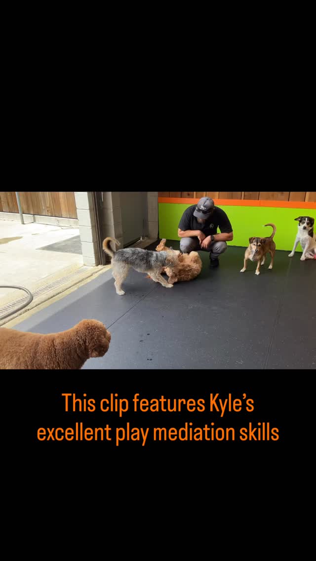 Sometimes play needs a little help!
#gooddogplaycare #dogplay #doggiedaycare #smalldogdaycare #dogsofsanfrancisco
@ridley_thedoodle @rudy_roo_boy @hutchynoodle @helenvanderwende @typical._teddy @kaiathegoldendoodle @trip_so_brave @baxtersbuddy @smartypup_sf @sfpuppyprep