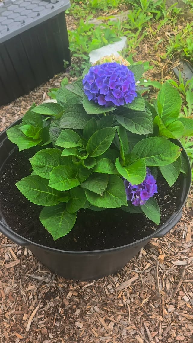 The Hydrangeas are in recovery mode thanks to All Natural Aerated Compost Tea 🪱
&
Organic Fish Hydrolysate 🐠
.
.
#hydrangea #composttea #YQG #windsor #windsoressexcounty