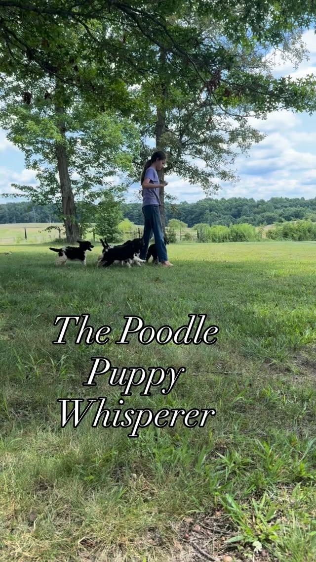 When I got into breeding standard poodles I *hoped* that it would be a wonderful experience for my kids - and it has been. 🥹 My sweet little girl is our poodle puppy whisperer. All of the puppies love her, and she has the best puppy personality assessments. Occasionally, a family has left it up to her to pick their puppy, it’s always been a perfect match. ❤️❤️😊
#poodlepuppies #poodlelife #standardpoodlepuppies