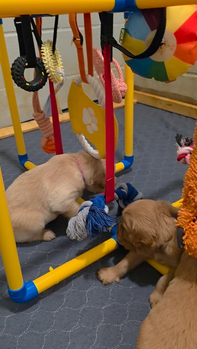 Day 27: toy time in the puppy pen 🧸🐾
Today we removed the whelping box and gave the puppies a bigger space to explore, and then introduced their very first toys. Now they’re wobbling around, nosing, mouthing, and gently pouncing on their new treasures in this larger play area. Every clumsy tumble and curious sniff is helping them build confidence and discover how fun their growing world can be.
#tupelogoldens #goldenretriever #goldenpup #golden #goldenretrieversofinstagram
