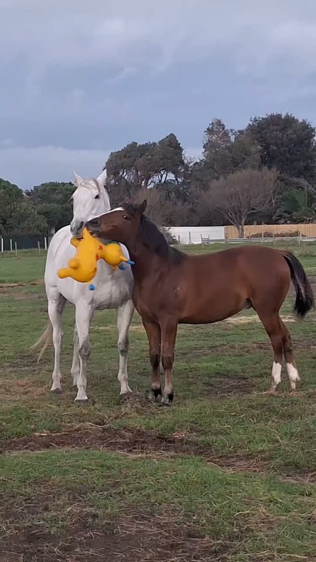 Happy Friday to our amazing supporters! ❤️
We just had to share another special video of our beautiful rescue horses enjoying life, playing together, and simply being horses. Moments like these remind us why every rescue, every challenge, and every bit of support is so worthwhile.
Because of your kindness and generosity, these incredible souls have found safety, love, and the freedom they deserve. Thank you for being part of their journey and for helping us give them a second chance at life.
We hope this little glimpse of happiness brings a smile to your face. Wishing you all a wonderful, peaceful, and blessed weekend! 🐴💚
#TomRoHaven #HavenLife #RescueHorses #HorseRescue #SecondChances HappyFriday WeekendVibes