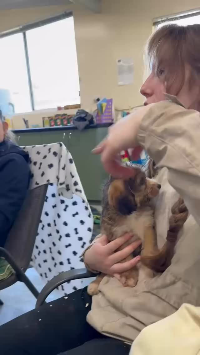 Boardroom moments at Puppies Downunder 🐾✨
Today’s agenda wasn’t just about business, it was about teaching, inspiring, and showing our work placement students how teamwork and structure create success.
From puppy cuddles to professional growth, every meeting is a chance to learn, laugh, and lead.
#PuppiesDownunder #BoardroomLearning #FutureLeaders #PuppyBusiness #WorkPlacementJourney