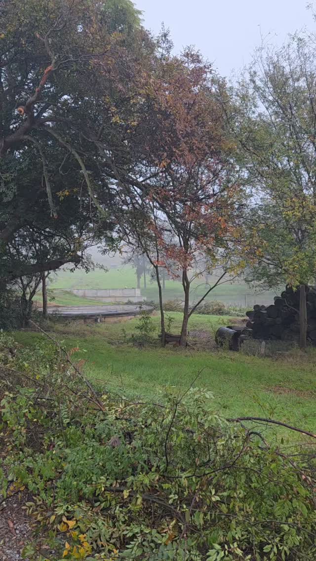 Today's fog was beautiful...