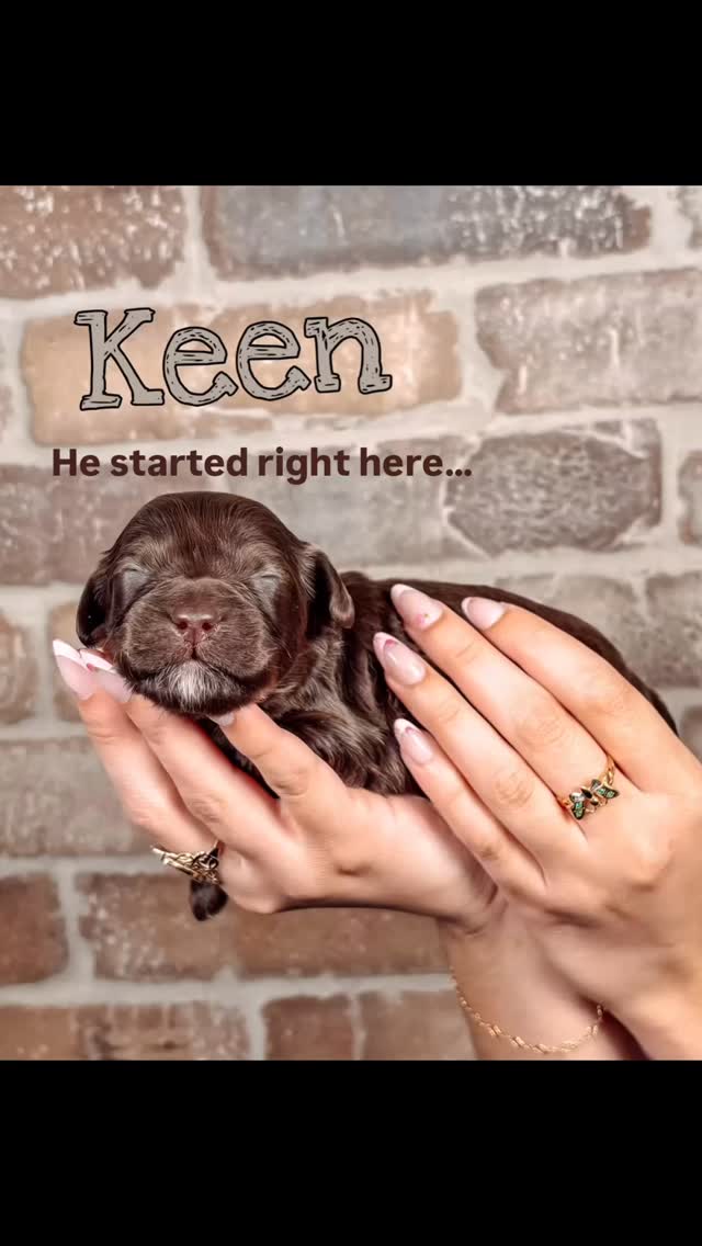 He started as Keen… a tiny chocolate boy held in our hands. 🤎🐾
He grew, he was loved, and somewhere in Miami, a family was waiting for him.
Yesterday, our very own Jake carried him every mile of the way — safe, loved, and never alone. ✈️🤍
And now Keen has a new name: Sydney… and he is officially home. 🥹🏡🐾
From our arms to yours.
This is SMD White Glove Puppy Delivery. 🤍✈️
#AustralianLabradoodle #SouthernMeadowsDoodles #PuppyDelivery #GotchaDay #PuppyLove