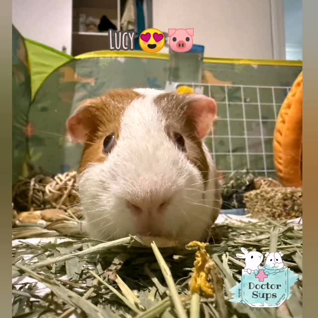 Meet Lucy! 🐷😊
Yes, despite the name, Lucy is a handsome 2-year-old guinea pig with a wonderful family who adore him just the way he is.
A few weeks ago, Lucy saw Dr Sups for his health check before undergoing his castration. At his recent follow-up visit, he was healing beautifully and has now officially been given the green light to start looking for a girlfriend! 💕
One of the things we love being able to offer at Doctor Sups Veterinary is continuity of care. Many of our patients first meet Dr Sups during an in-home consultation, and if they require surgery, we can continue caring for them through the surgical procedure at a dedicated surgical facility with Dr Sups herself.
From the first consultation to surgery and follow-up care, it's a privilege to support both our patients and their families every step of the way.
Good luck with the girlfriend hunt, Lucy! We have no doubt you'll make some lucky lady pig very happy. 🐹❤️
#doctorsupsveterinary #doctorsups #pocketpetvet #mobileveterinaryservice