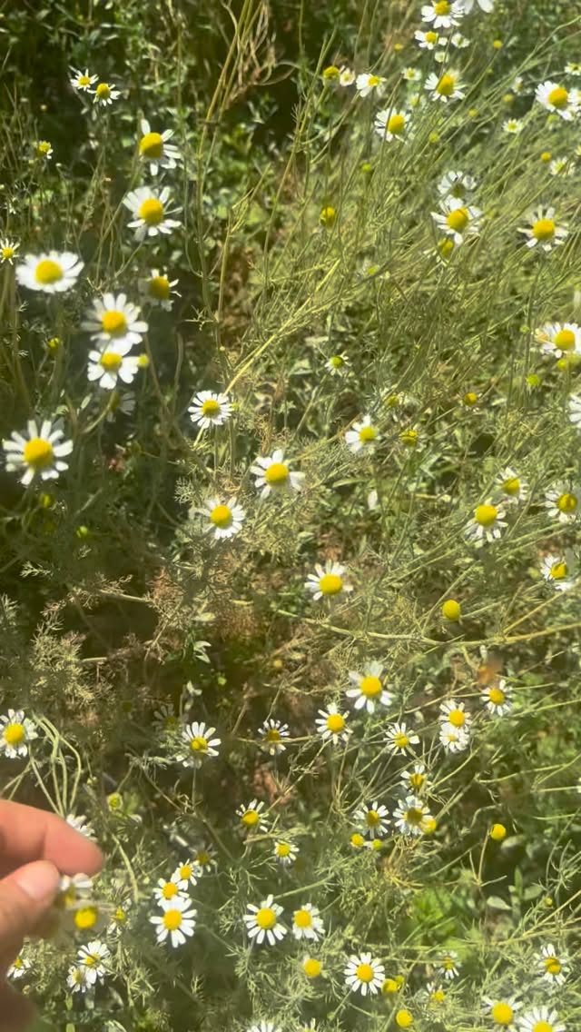 Chamomile’s a bloomin, wild sodas are underway, and the Chuck and Luna are helping us get ready for our next gathering. Two weeks until our next Seed to Bottle!
@goldlionapothecary Mac, @_mercyt Mer, and I are planning our localized microclimate class with the most beautiful Helichrysum italicum from @sierrasaffron and our guest chef @hiroko.kurosaki.94 is planning something truly special for us. 🥬🥕🥒
We’ll be making our own fermentations in the afternoon and enjoying a dinner focusing on traditional Japanese fermentation methods featuring locally grown produce prepared by masterful Hiroko.
I hear there will even be chamomile ice cream
😍✨🍦🌻
We have two spots available for our chamomile session!
Link in bio 🔗