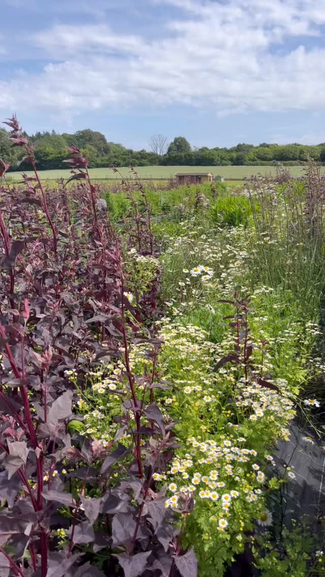 introducing…the potting shed
nestled in amongst the flowers & the foliage
of @therealflowerco_wholesale flower farm
here in hampshire
we’ve been creating something rather precious
a place of sanctuary
of beauty
of quiet tranquility
a place to be heard
to soften
to listen
to slow down
we gather in groups
we gather one to one
taking time in amongst all of the noise
the busy, the chaos, the overwhelm
to smell, to sense, to see
to shift gears, shift levels and make space
to remember who we are, in all that we are
and what we are a part of
what a place
what an extraordinary place to be doing that
so come and join me
for the medicine that it offers
and your presence offers it
words really don’t do it justice
and you are all so very welcome
you can find out more on my website
or do drop me a message
#nature #natureconnection #ecotherapy #ecopsychology #hampshire