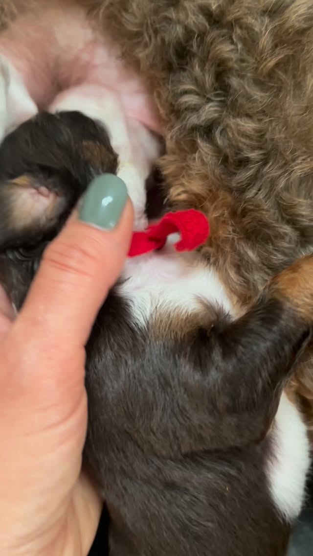 The cutest little pup with an unusually big tongue! Love has a very rare condition called macroglossia. Thankfully she has a mild case as she can nurse just fine and is gaining weight well.
