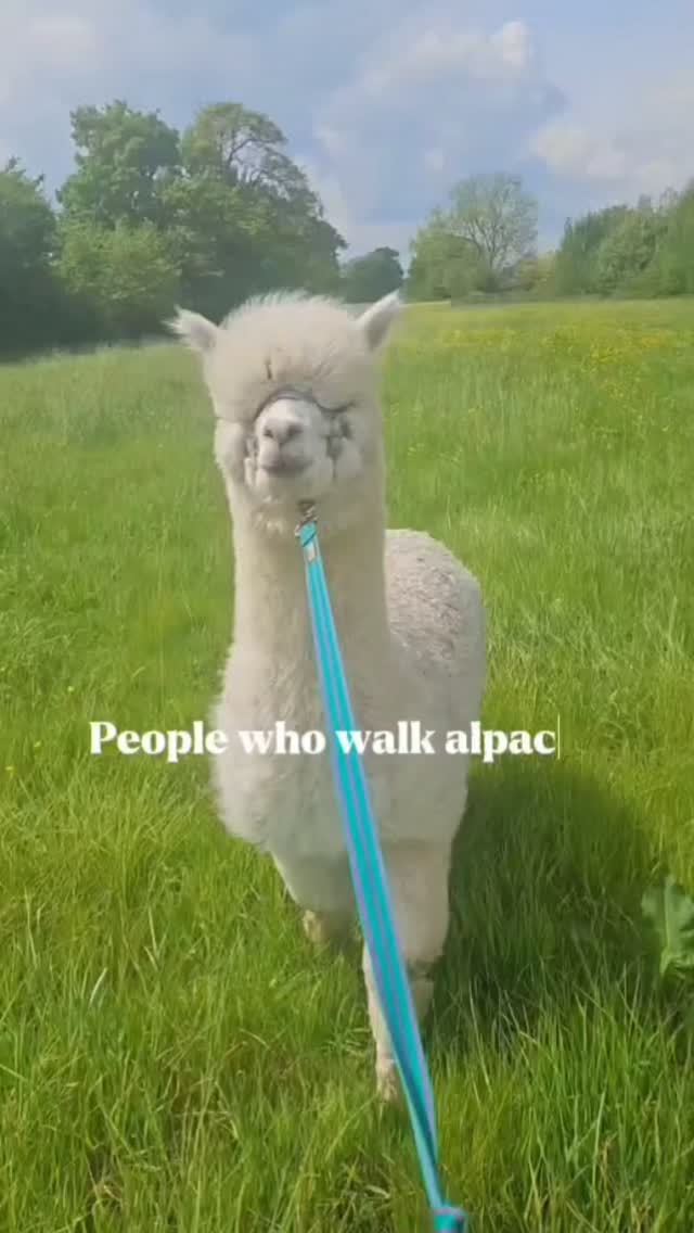 Science has spoken, and who am I to argue with the experts? 🦙📋 Apparently, walking an alpaca automatically makes you 100% cooler. The alpacas reviewed the data, and the results are final.
#peerreviewed
#scientificfacts
#maincharacterenergy⚡️
#cuteanimal
#naturevibe