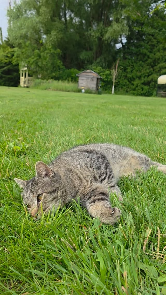 Purrrrr machine #farmsanctuary #farmanimalrescue #catsofinstagram