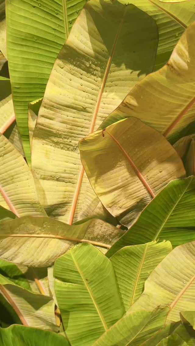 Late nights are well worth it when the final result looks like this.
#madecreativeworks
#indiantraditiinaldecor
#eventdecor
#bananaleavesdecor