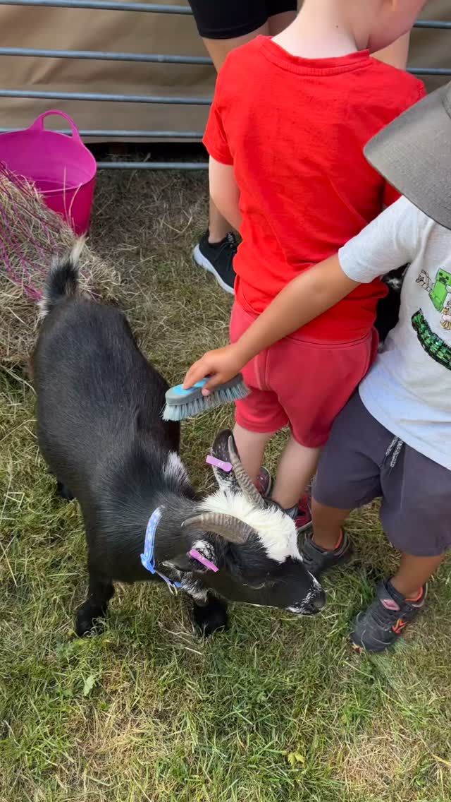 We were very lucky at Butterflies today to welcome Fionaβs Therapy Farm for an animal visit!
The children were able to see and touch sheep, goats, chickens, ducks, rabbits & Guinea pigs! #fionastherapyfarm #animals #kindandgentle #outdoorlearning