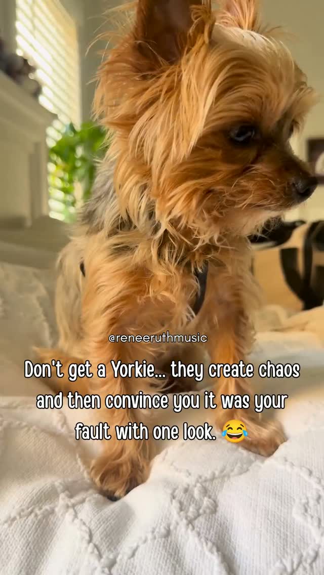 I swear... Joshua has this mastered. 😂
One minute he's getting into something he knows he shouldn't...
The next? He gives me that look, and somehow I'm the one feeling guilty. 🤦♀️❤️
Please tell me I'm not the only one living with a tiny professional manipulator. 😂
What's the funniest "crime" your Yorkie has committed—and how did they convince you to forgive them? Share your story below! 👇
#Yorkie #YorkieLife #YorkshireTerrier #YorkieMom #YorkieDad #DogMom #DogDad #SmallDog #DogsOfFacebook #DogsOfInstagram #FunnyDogs #DogHumor #PetParents #DogLovers #YorkieCommunity