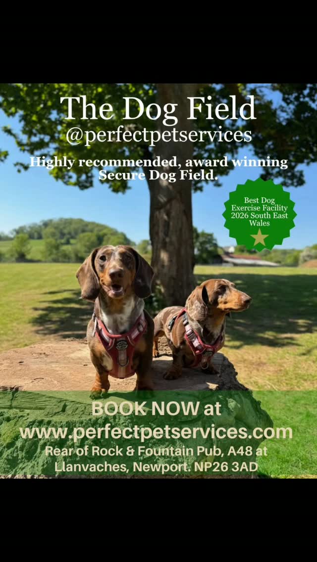 Join us at Doggy Daycare or book The Dog Field 🌳. Find out more at www.perfectpetservices.com