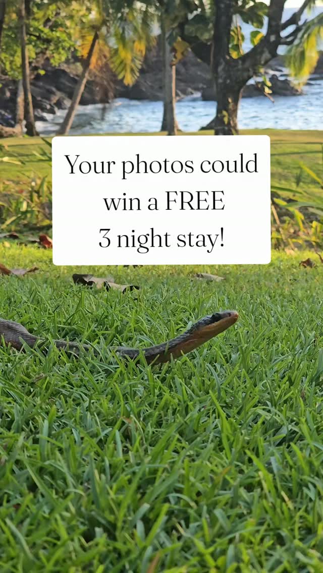 📸 Share Your Jungle Adventure & Win a FREE 3-Night Stay for two! 🌿🐆
Some of the most incredible moments at the Jaguar's Jungle Lodge have been captured by our guests—and now we'd love to see yours!
If you've stayed with us, enter our Photo & Video Contest by uploading your favorite memories from your visit.
Whether it's:
🦥 Amazing wildlife
🦜 Colorful birds
🌊 Ocean adventures
🌴 Rainforest landscapes
😊 Family moments
📹 Incredible videos
...we want to see them!
🎁 Grand Prize: A complimentary 3-night stay for two at Jaguar's Jungle Lodge.*
📅 Submit your entries by August 15th!
The winner will be randomly selected.
Simply click the link in our bio to upload your photos or videos. Send as many submissions as you can. The more content entries you send, the higher your chances are of being randomly selected.
Thank you for helping us share the beauty of the Osa Peninsula with future travelers. We can't wait to relive your adventures!
*Prize is subject to availability and excludes stays between December 20 and January 20.
#JaguarsJungleLodge #DrakeBay #OsaPeninsula #CostaRica #WildlifePhotography NaturePhotography Rainforest EcoLodge VisitCostaRica TravelPhotography AdventureTravel
