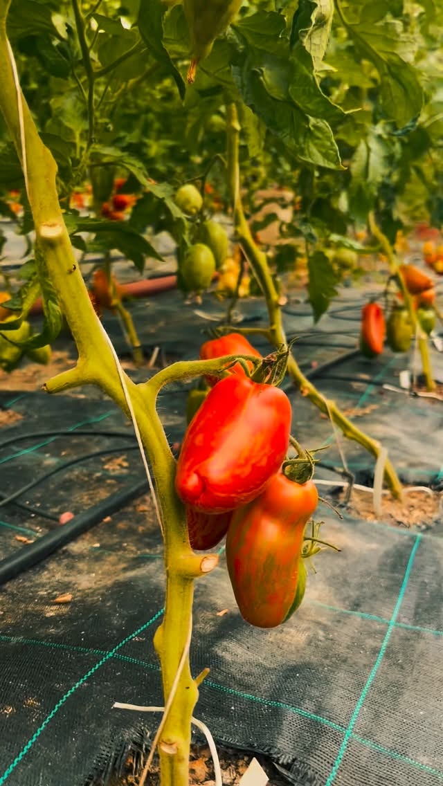 Práve teraz začína to najlepšie obdobie roka! 🍅✨
Na najbližšie 2 až 3 mesiace máme pre vás jedinečnú príležitosť ochutnať viac ako 60 druhov paradajok. Nepremeškajte to, pretože potom budeme opäť 3/4 roka len čakať, kým sa táto paradajková sezóna zopakuje.
Okrem nich momentálne zberáme aj kopec ďalšej čerstvej zeleniny – baklažány, cukety (aj s kvetmi), uhorky, fenikel, mangold, žltú repu a voňavú bazalku.
A akonáhle sa začne jeseň, plynule prejdeme na kapustu, brokolicu, karfiol, ďalšie druhy repy a kopec listovej zeleniny ako je rukola.
Sledujte naše termíny na samozber na linku v bio alebo nás navštívte v @staratrznica a v @yemepotraviny ! 🛒👇
.
.
.
#samozber #paradajky #cerstvazelenina #zfarmy #lokalne