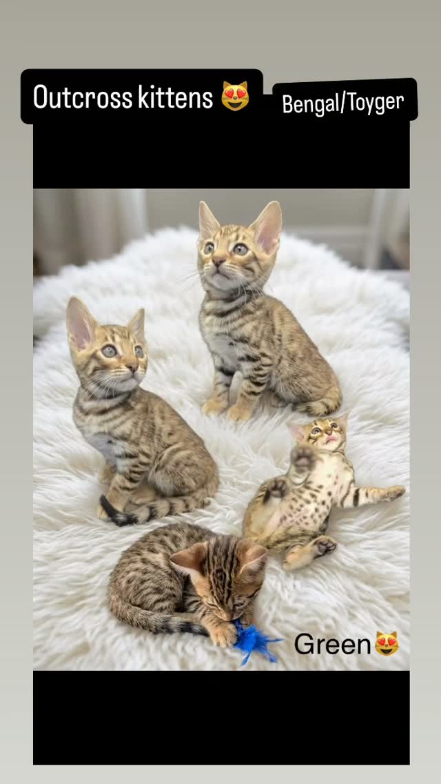 Have had lots of people asking about our outcross kittens. We have kittens available. They are half Bengal/ half Toyger kittens. They are at a special price. Message us with any questions.