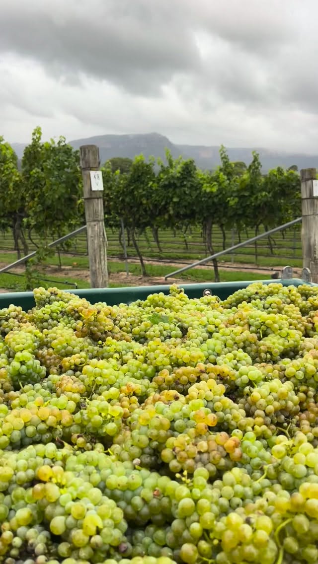 From vine to bottle, and back home again🥂.
Our latest vintage of Viognier has officially been bottled, and we couldn’t be more excited.
This is a true single-estate wine, grown right here in the beautiful Megalong Valley. Every bunch was handpicked at the vineyard before making the journey to Mudgee, where our winemaker, Jacob Stein, carefully crafted and bottled the wine. Now, it’s come full circle—back to the vineyard, where it’s ready to be enjoyed from our cellar door, just metres from the vines that produced it.
We’re proud to be one of the very few vineyards growing wine in the Megalong Valley, and one of the only producers of genuine Blue Mountains-grown wine.
It’s a wine that truly reflects the place it comes from—crafted with care, shaped by its unique mountain climate, and made to be shared where it all began.
We can’t wait to welcome you to the cellar door to taste our newest Viognier and experience the story in every glass. 🍷#megalongcreekestate #bluemountainswine #familyownedandoperated #singleestate #lovelocal