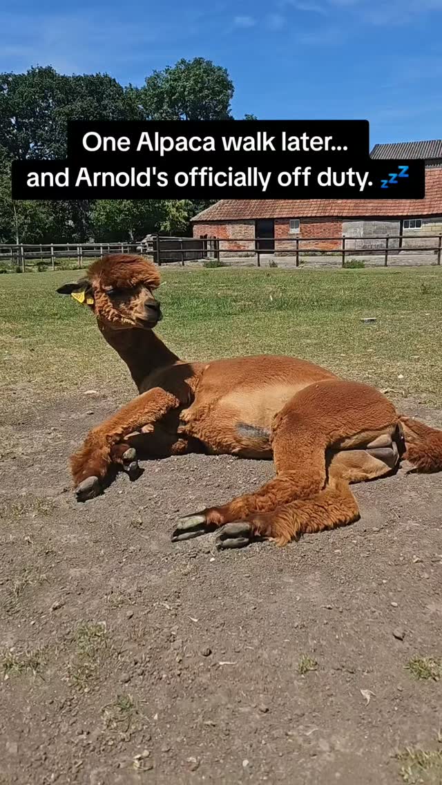 Walk complete... now it's time for a well earned snooze. 🦙💤 Being this adorable is exhausting!
#alpacalife #alpacawalking #farmlife #naptime💤 #countrysidelife