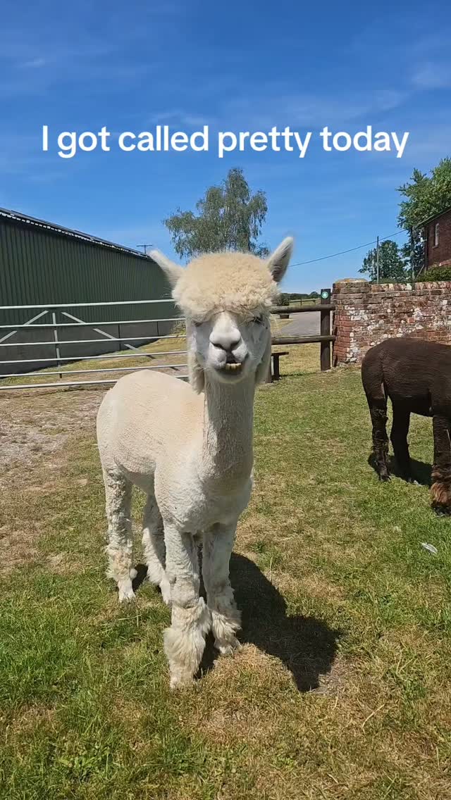 Boris only heard the first part... We'll just ignore the rest. 😂
#alpacas #alpacalife #cuteanimal #farmlife #funnyreel