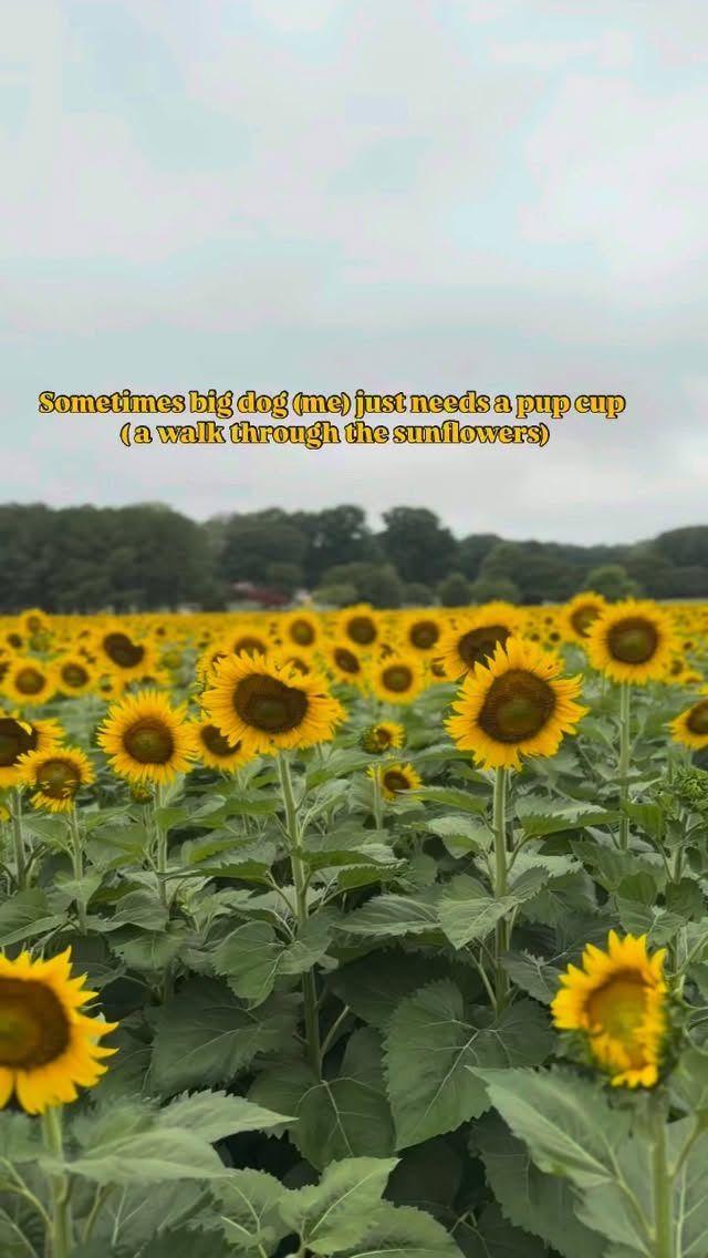 Hartwell walk club to the sunflowers 🌻This Thursday, 7/16, 6pm. Meet at Hartwell! Plan for a 1 hour walk to Dix park and stroll through the sunflower fields! #dixpark #sunflowers