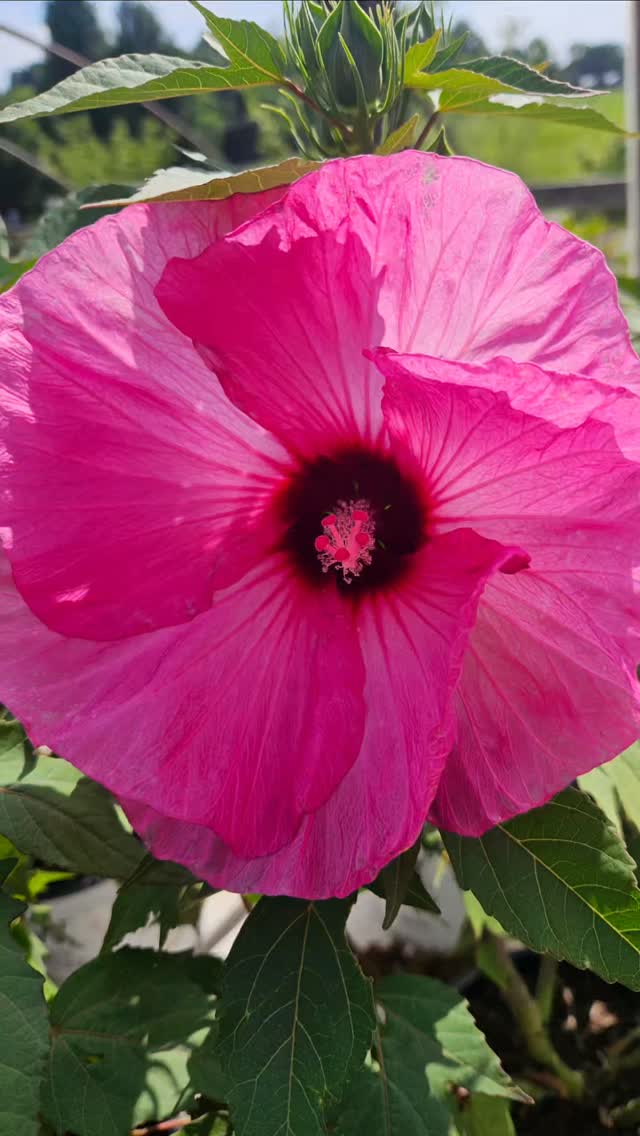 Hardy Hibiscus is one of my (Rebekah's) favorite summer flowers. I have it planted next to my mailbox in a gardening bed. Let's talk about these two varieties!⬇️
🩷'Summerific Candy Crush' (bright pink)
☆Huge, 8" bubblegum pink flowers with near black, dark red eye
☆Deciduous, perennial
☆Sunlight: Needs full sun
☆Soil: Well-draining, fertile soil
☆Bloom time: Mid-summer to late summer/early fall
☆Mature size: 48-54" H x 48-54" W
❤️'Summerific Garnet Globes'
☆An incredibly compact variety that features 7" garnet red flowers
☆Deciduous, perennial
☆Sunlight: Needs full sun
☆Soil: Well-draining, fertile soil
☆Bloom time: Mid-summer to late summer/ early fall
☆Mature size: 36-42" H x 36" W
Both are available now in 1-gallon pots for $12.50 each!