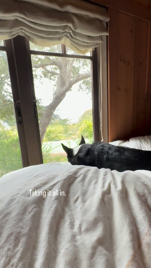 Taking it all in. 🐾🌊
#dogsofinstagram #cattledog #presence #ocean #doglife