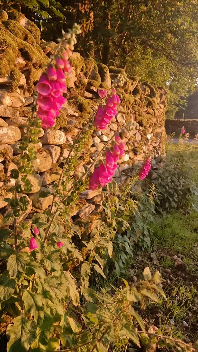☀️ Last few summer holiday dates available...
🏡 The Byre
📅 18th July
🛏️ 6 nights
💚 £855
🏡 The Haystore
📅 17th August
🛏️ 4 nights
💚 £930
🏡 The Byre
📅 17th August
🛏️ 4 nights
💚 £850
If you've been thinking about a few days of quiet countryside, walks from the door, big skies and peaceful evenings, these are our final summer holiday gaps.
📩 Send us a message if you'd like more information or to book.
💚
