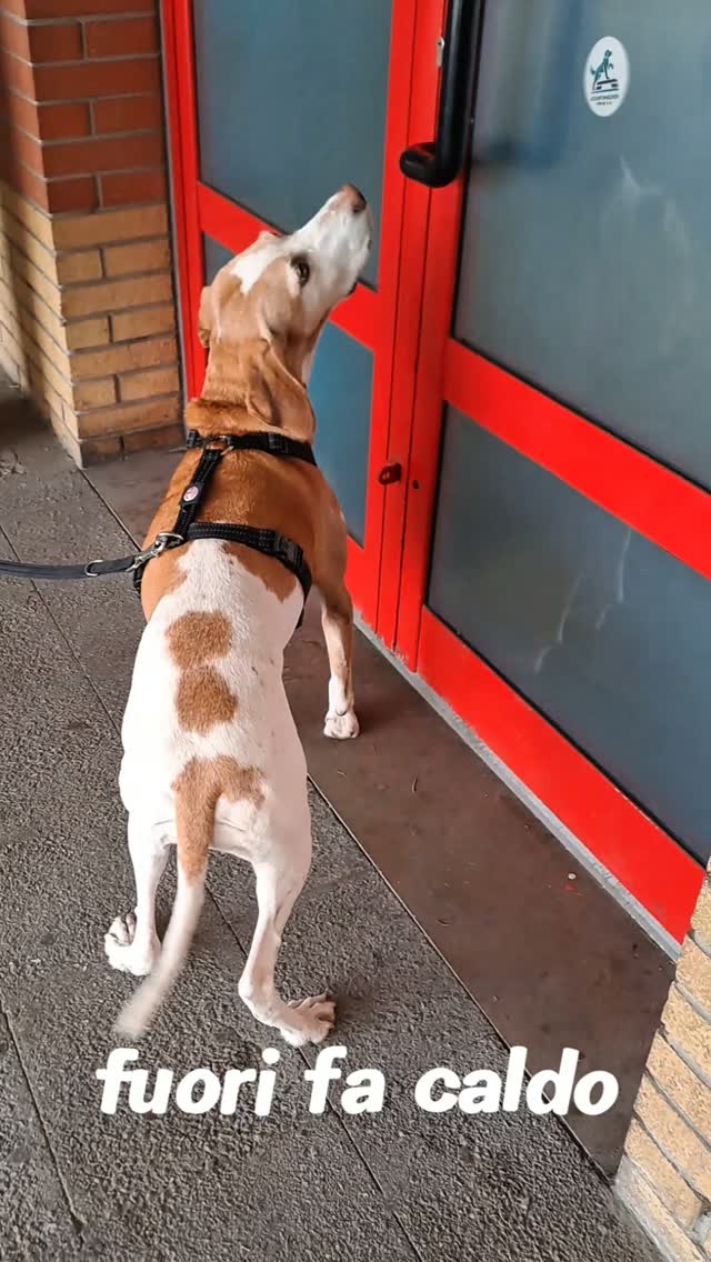 🐾 Fuori fa caldo. Qui dentro il tuo cane può continuare a muoversi, divertirsi, usare la mente... e tornare a casa stanco e appagato. ❄️
✨ Prenota ora il primo incontro a soli 25 €.
📲 Scrivimi su WhatsApp e
riserva il tuo posto 393 2434772
#psicomotricitàa4zampe #attivitàpercani #educazionecinofila #benesseredelcane #canirimini