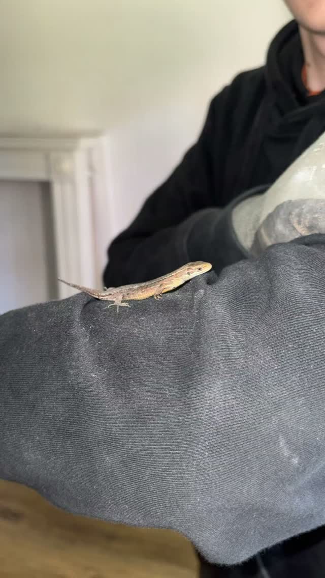 🦎 Well... that's a first!
As we kick off another week tackling a property affected by damp and timber decay, our strip-out works uncovered an unexpected little resident...
Meet our tiny site supervisor! 😅
Thankfully, this wee Common Lizard was completely unharmed. After a quick photoshoot, he was carefully relocated outside to a safe spot where he belongs.
It's not every day you find wildlife during preservation works, but it certainly brightened up a Monday morning!
Right... break's over for him, and it's back to replacing rotten timbers for us! 💪🔨
#JDNPropertyServices #DampProofing #TimberPreservation #scottishwildlife