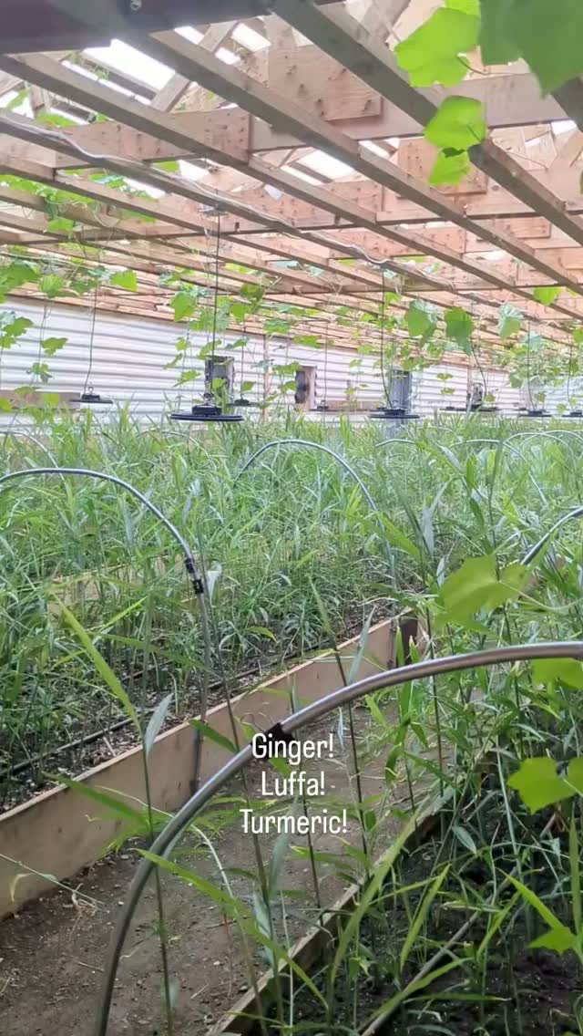 Quick little tour of the greenhouse progress... It's a jungle in there!