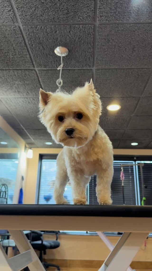 Awwwwe! Toby is so cute