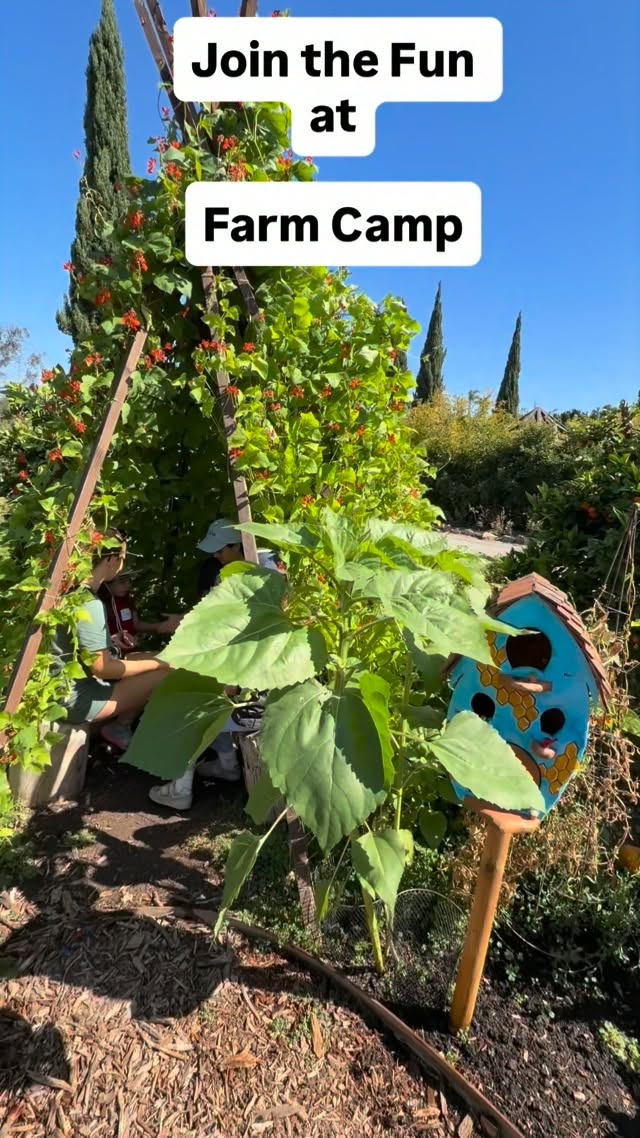 Farm Camp is filling our family farm with joy! We have a few openings for your child this summer in our one day sessions. Ages 6-12.
Encinitas, California
www.sugarsweetfarm.com
#familyfarm #encinitaslife #farmcamp #localfarm