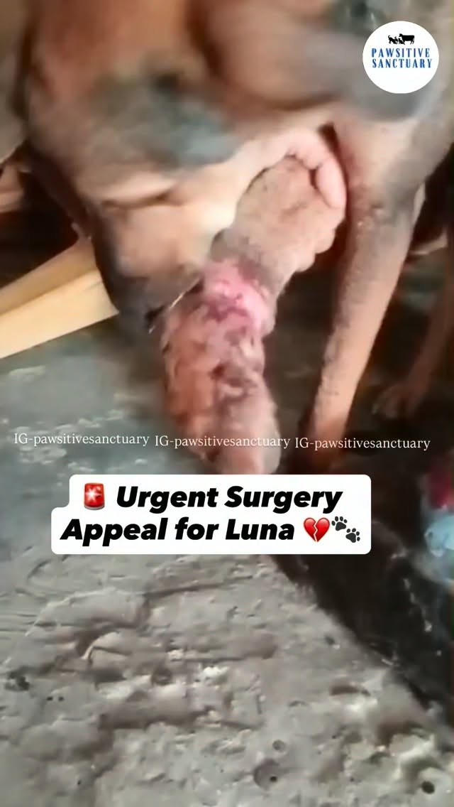 Meet Luna. 💔🐾
We received a video on our helpline about a street dog whose front forelimb was severely injured. She needed immediate medical attention.
Luna was found in this condition by her caretakers after three days. We still don’t know whether someone deliberately harmed her or if she was injured in an accident.
We immediately rescued her and brought her to our shelter. We started her treatment with regular wound dressings and pain management.
Unfortunately, her forelimb had become so badly infected that it could not be saved.
Luna now needs an urgent amputation surgery tomorrow to save her life.
We need to raise $100 (₹9,600) to cover her surgery and post-operative care.
Luna has already suffered enough. Please don’t let her face this battle alone. Every contribution, no matter how small, will help give her a second chance at a pain-free life.
If you’re unable to donate, please share Luna’s story. Your support and prayers mean everything to her. ❤️🐾
💙 PayPal: @pawsitivesanctuary
💙 American and Global Donors: pawsitivesanctuary.networkforgood.com
💙 Canadian Donors: pawsitivesanctuary.com/donate
💙 E-transfer: infopawsitivesanctuary@gmail.com