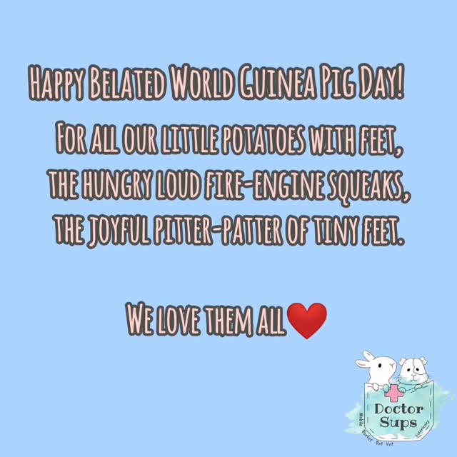 A day late, but every day is worth celebrating our little guinea pigs! 🤍 Happy belated World Guinea Pig Day!
Oreo and Nemo are two sweet girls have been keeping their Mum & Dad & Dr Sups on her toes for quite some time with their ongoing health adventures.
One morning, Oreo suddenly couldn't open her right eye. On examination, there was a tiny grass seed lodged quite deeply in her conjunctiva.
After a little local anaesthetic (and Dr Sups once again forgetting to film the exciting part 🙈), the grass seed was carefully removed. Unfortunately, it had already caused quite a large corneal ulcer.
The good news? Oreo was an absolute superstar throughout her treatment. With lots of eye medication, patience, and TLC from her wonderful family, her eye healed beautifully and she's back to being her bright little self.
A gentle reminder that if your rabbit or guinea pig suddenly develops a sore or closed eye, don't wait to see if it gets better. Foreign bodies like grass seeds, corneal ulcers, hay poke injuries, infections, and even dental disease can all cause painful eye conditions that require prompt veterinary attention.
Happy belated World Guinea Pig Day to all the wonderful little piggies out there as we celebrate these adorable little potatoes with feet—and especially to brave little Oreo and of course Nemo too! 🐹❤️
#doctorsupsveterinary #doctorsups #pocketpetvet #mobileveterinaryservice