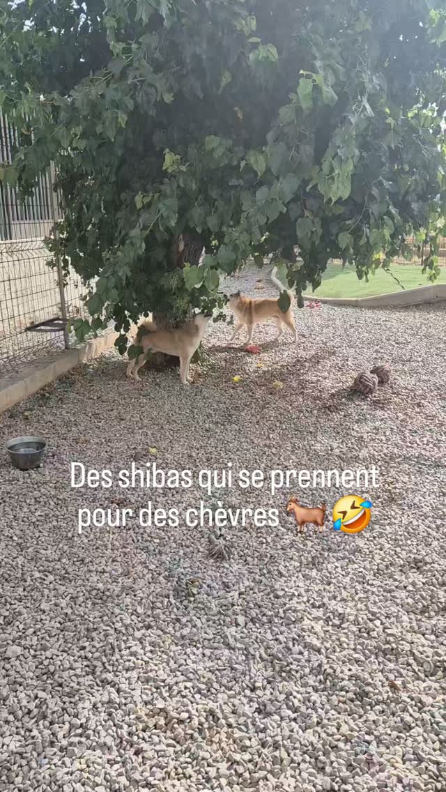 Incroyable aujourd'hui ils ont décidé qu'ils allaient s'occuper du mûrier ensemble en plus 😉#shibainu #pensioncanine #var