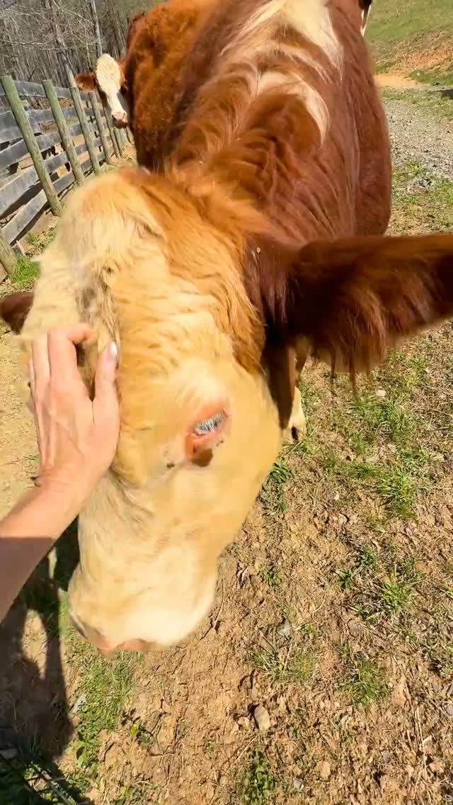 Farm-to-Table...We give our cattle a wonderful life, and in return, they bless us with the most amazing nourishment. 🌱❤️
ㅤ
#cattle #farmtotable #farm #farmlife #ranch