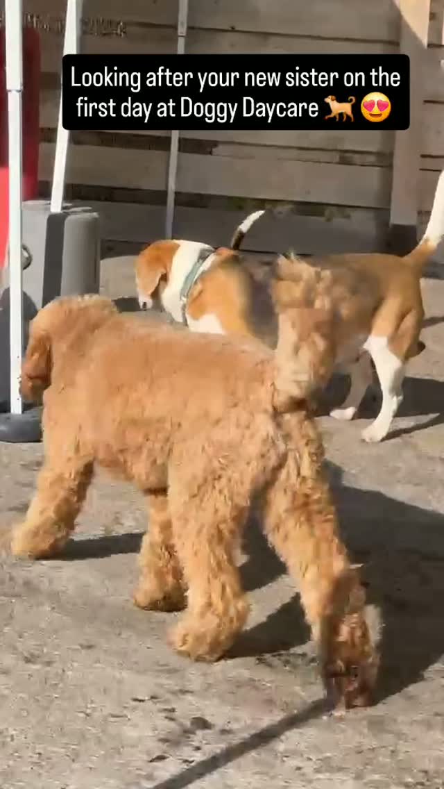 Louie looking after his sister ❤️🐕