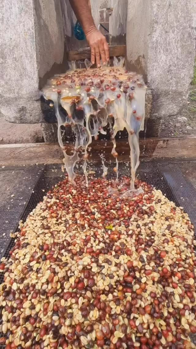 🍒 Our farming group’s artisanal washing removes less dense coffee. Later density sorters finish the job so your roasts are super even. In the first clip less dense coffee to be sold locally is floating over a mini dam, and then the good stuff follows. 💦
🥄 Micro- and volume lots arriving these weeks.
🔗 If you’d like to order coffee straight from our farming group (we warehouse in the US and Europe customs cleared and ship anywhere), click the link in our profile. Fighting poverty through coffee quality.
#greencoffee #specialtycoffee #nicaragua #naturalprocess #honeyprocess #thirdwavecoffee #coffeesourcing #pacamara #directtrade #directtradecoffee #qualitycontrol #coffeeprocessing #sustainablecoffee #biodynamiccoffee #coffeeprocessing #coffeeroaster #coffeesorting #coffeeroasting #coffeefarm #sampleroasting #goldmtncoffee #besocialbegold #coffeefermentation #carbonicmacerationcoffee #nicaraguancoffee #fightingpoverty #washedprocess