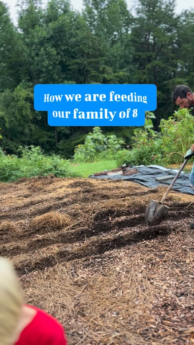 How we are feeding our family of 8 using our land, from scratch, and preserving
#homestead #farmlife #familymilkcow #country