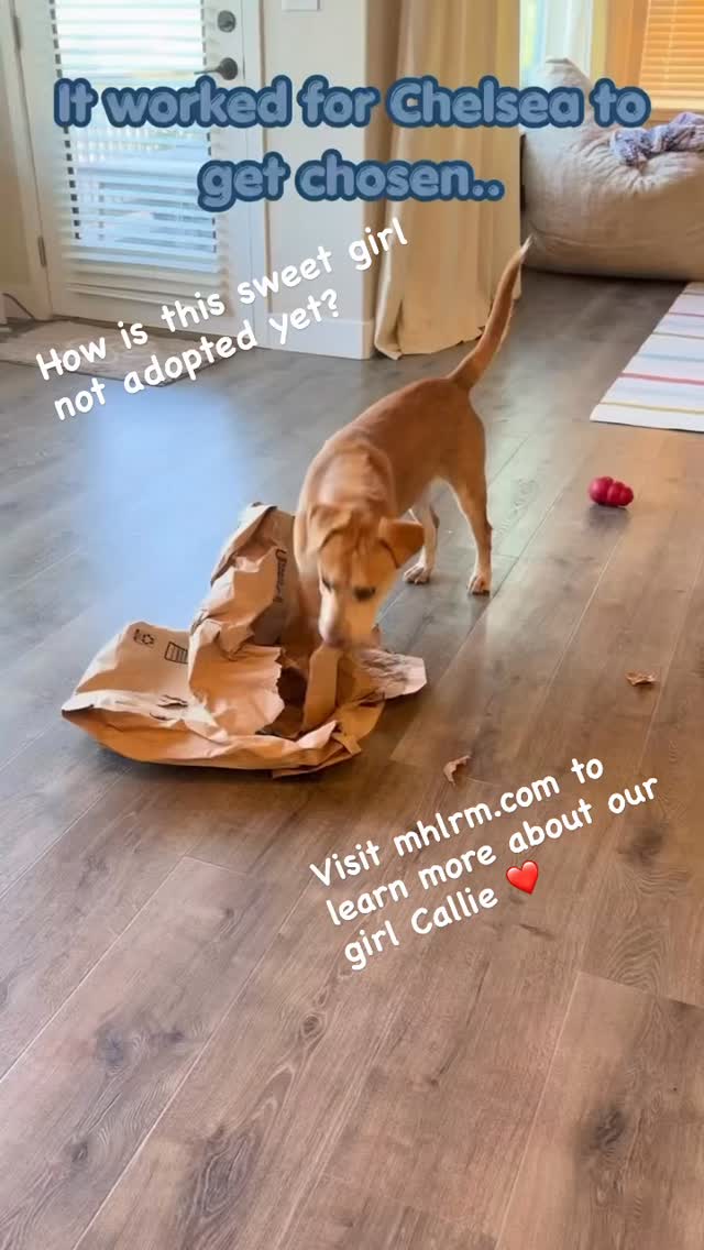 Callie is the kind of dog people many scroll past at first glance — but she is exactly the kind of dog someone is going to feel incredibly lucky to love.
This 10-month-old Lab mix is sweet, gentle, playful, observant, and full of heart. She spent her early months surviving on the streets in Texas with a little family of other dogs, and now she is learning what it means to be safe, loved, and home.
And wow, is she blossoming.
Callie is fully potty trained, kennel trained, dog-friendly, and eager to please. She loves playing tug, carrying her favorite stuffed toy from room to room, romping in the yard, and following the lead of confident dog friends.
Her ideal forever home will have another friendly dog and a secure backyard where she can play, explore, and continue building confidence. She is still learning that leash walks are safe, so she needs a patient adopter who will let her take the world at her own pace.
Callie does not need to be the flashiest dog on your feed to be the best dog in your home.
She is loving.
She is smart.
She is social.
She is trying so hard.
She is so ready.
Please share Callie. Her perfect family may not follow us yet — but they may follow you.
Interested in adopting Callie? Please submit an adoption application at mhlrm.com. Please do not email; an Adoption Coordinator will be in touch after your application is received.